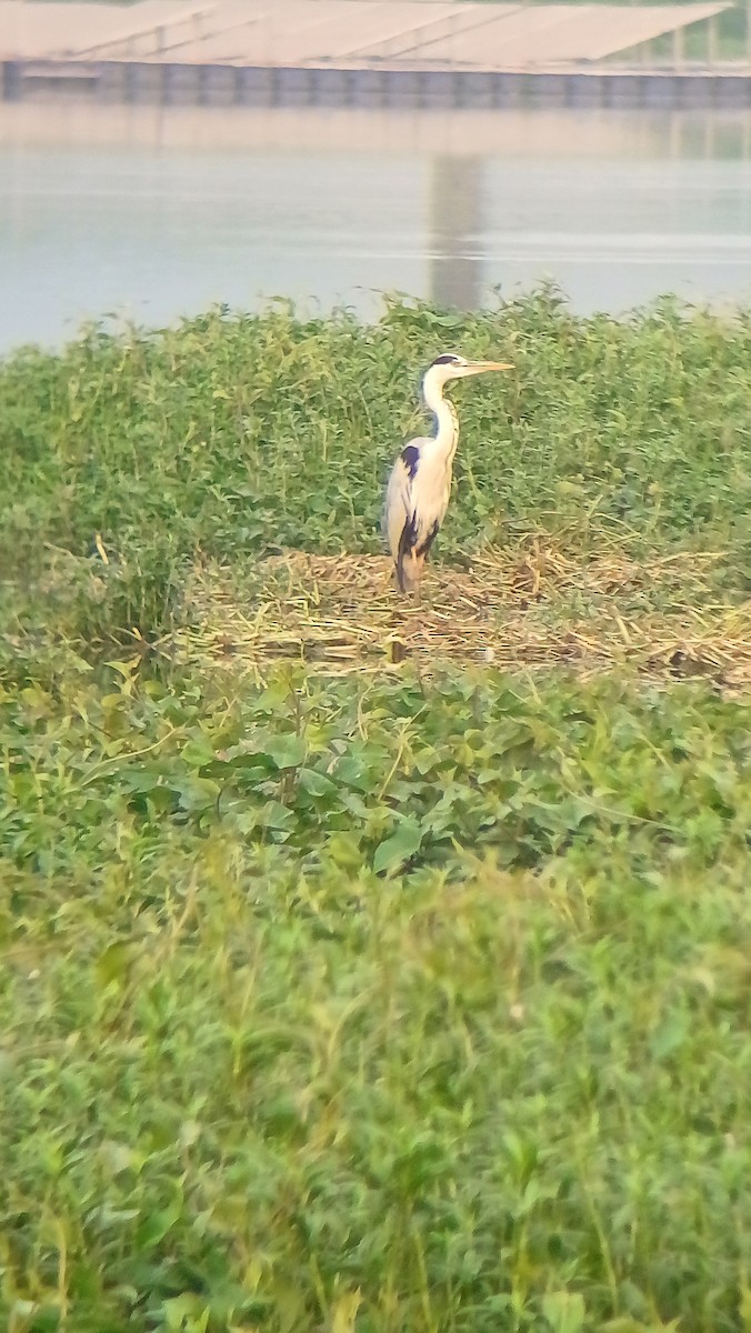 Gray Heron - ML617555062