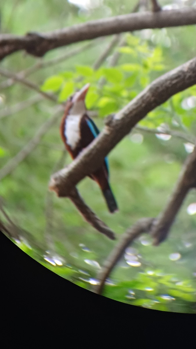 White-throated Kingfisher - ML617555065