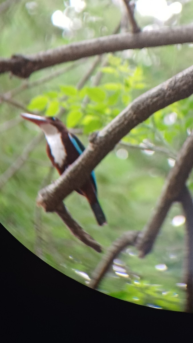 White-throated Kingfisher - ML617555066