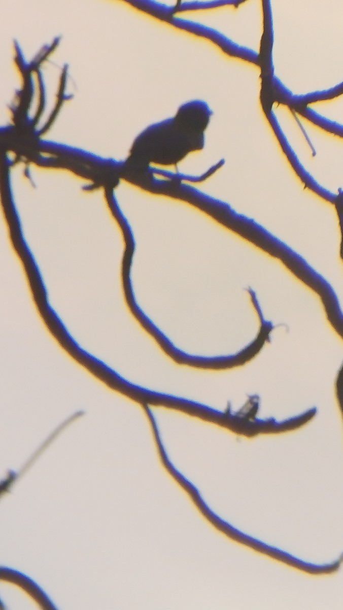 Ashy Drongo - ML617555070