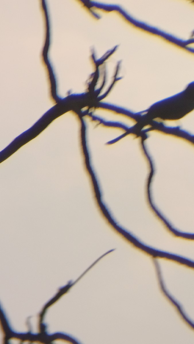 Ashy Drongo - ML617555073