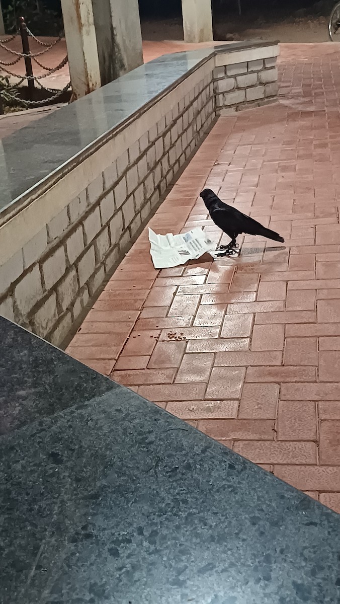 House Crow - ML617555076