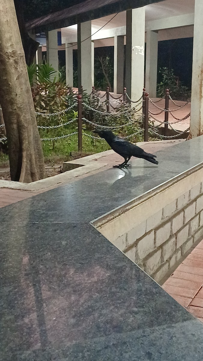 House Crow - ML617555077