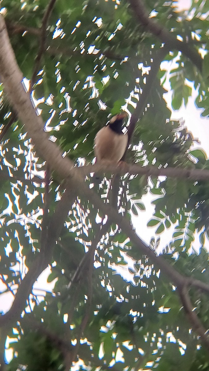 Indian Pied Starling - ML617555079