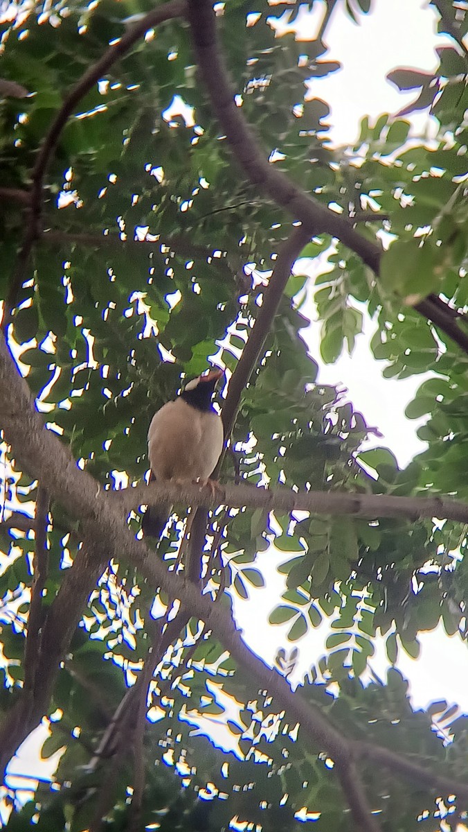 Indian Pied Starling - ML617555080