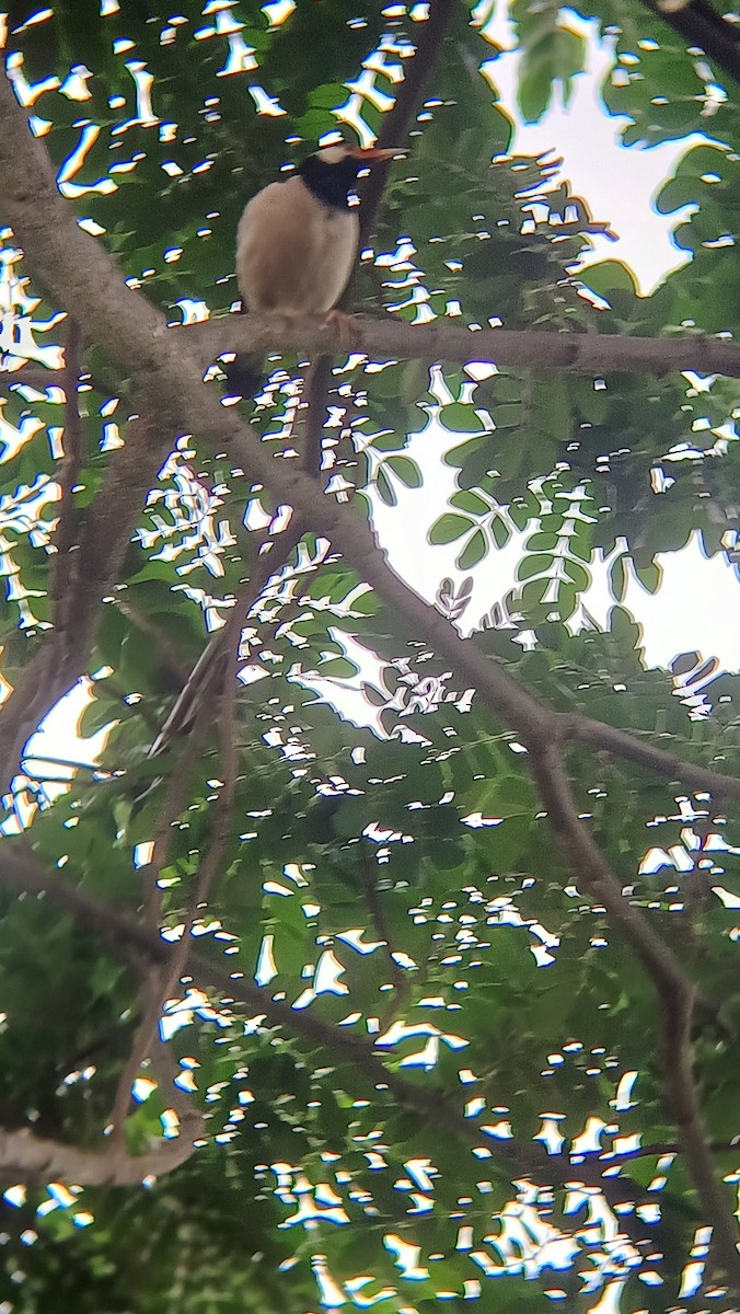 Indian Pied Starling - ML617555081