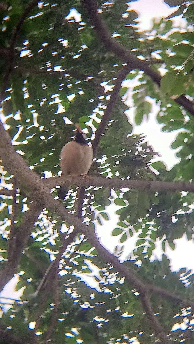 Indian Pied Starling - ML617555082