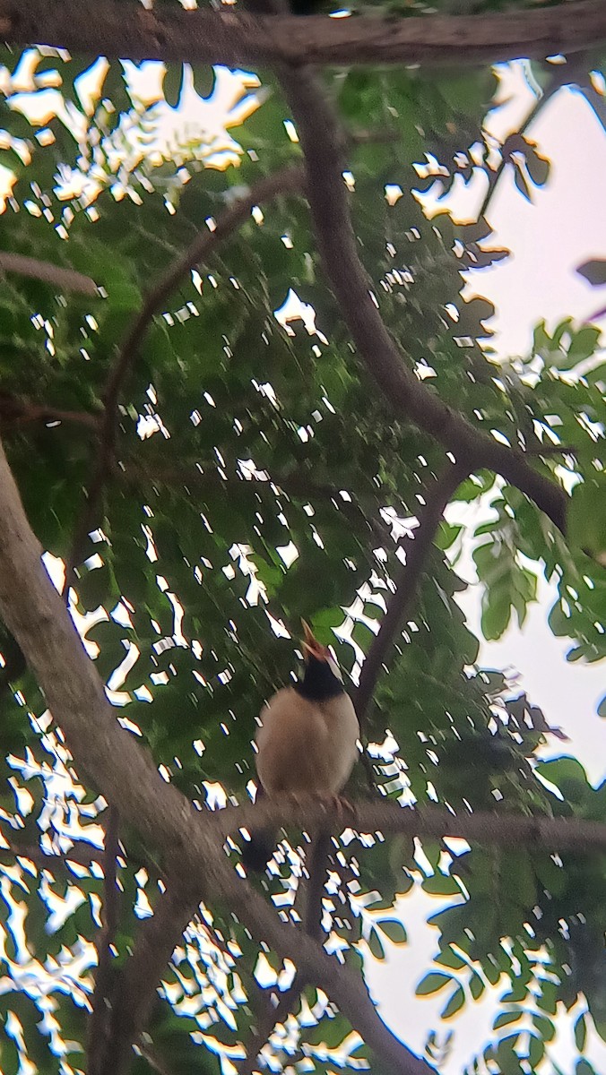 Indian Pied Starling - ML617555083