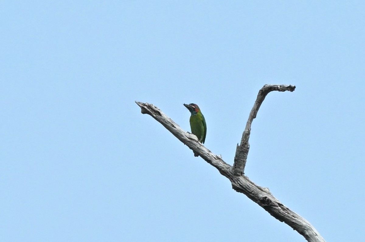 Mavi Kulaklı Barbet - ML617555084