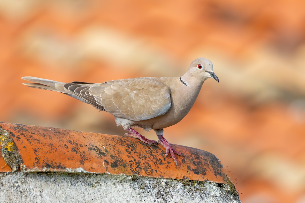 Eurasian Collared-Dove - ML617555086