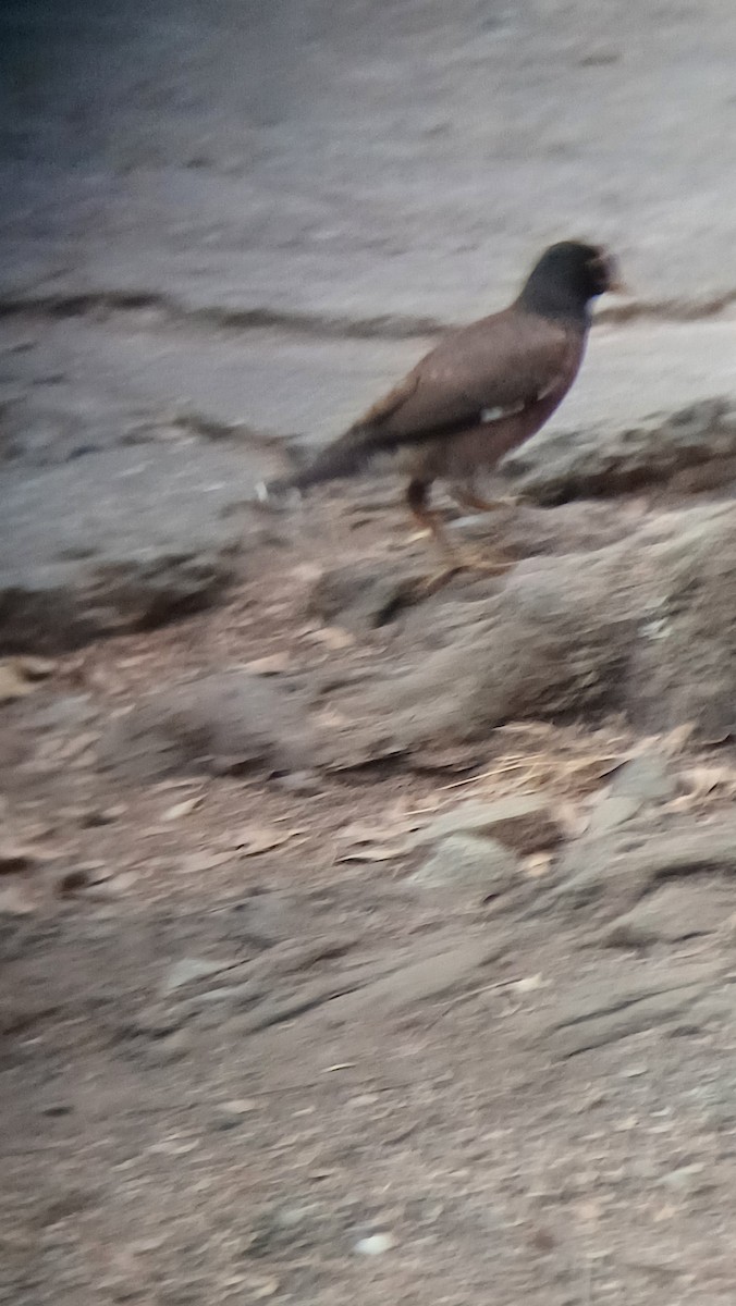Common Myna - Kshitij Misra