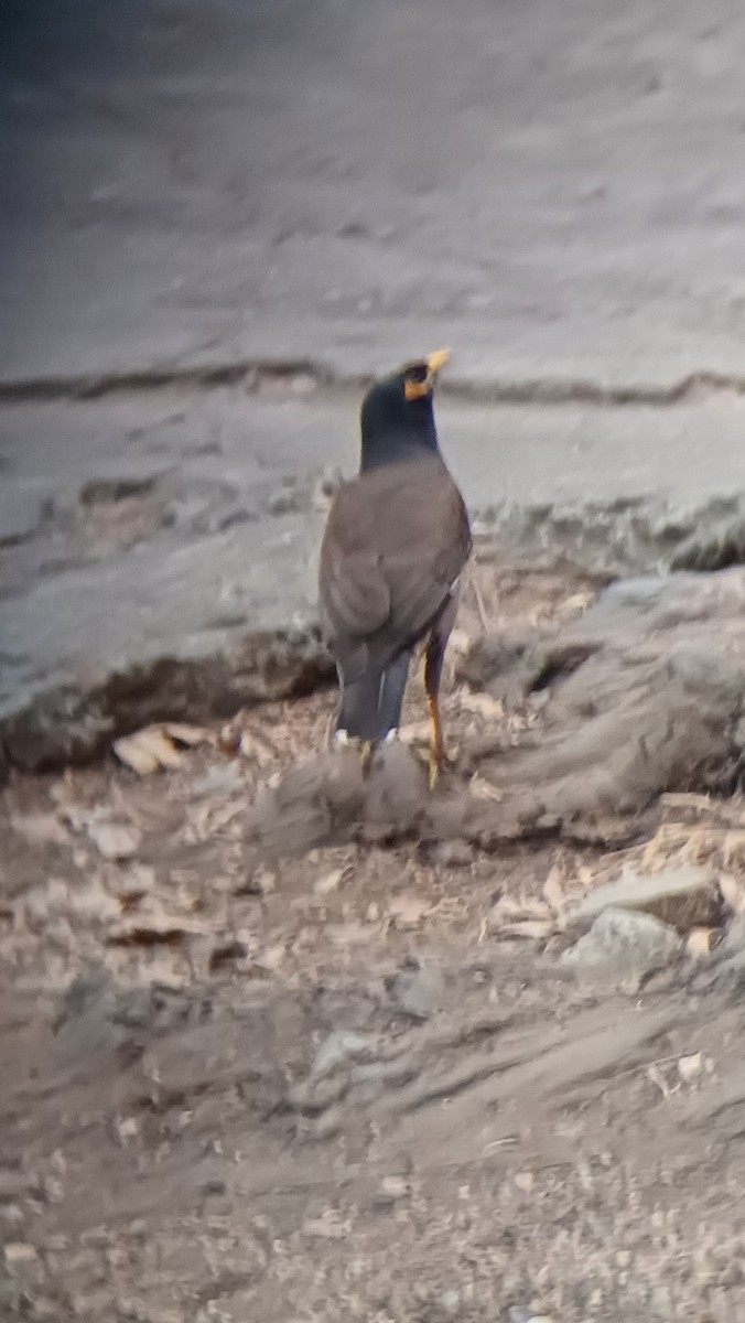 Common Myna - ML617555088