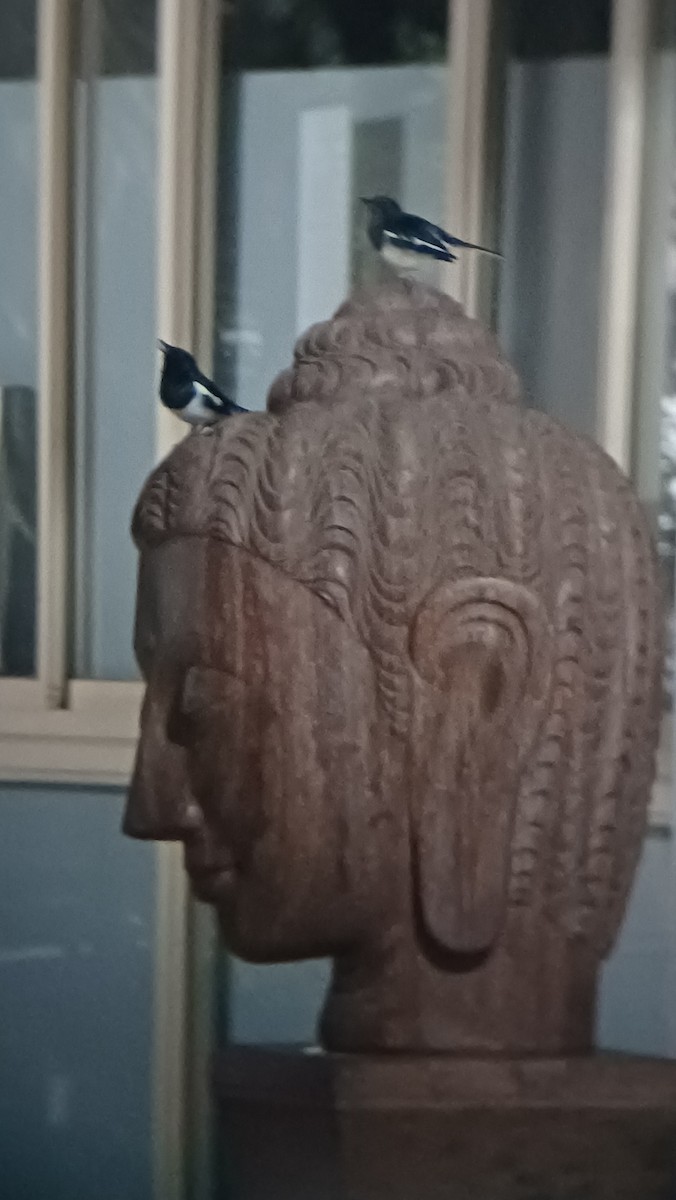 Oriental Magpie-Robin - ML617555090