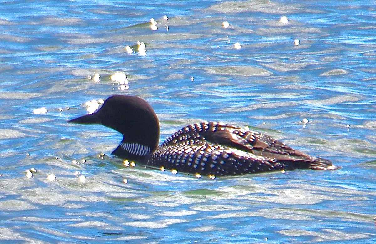 Common Loon - ML617555110