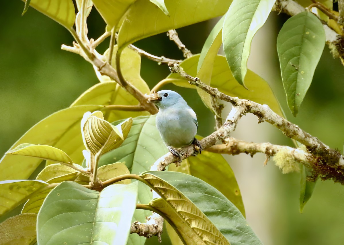 Blue-gray Tanager - ML617555115