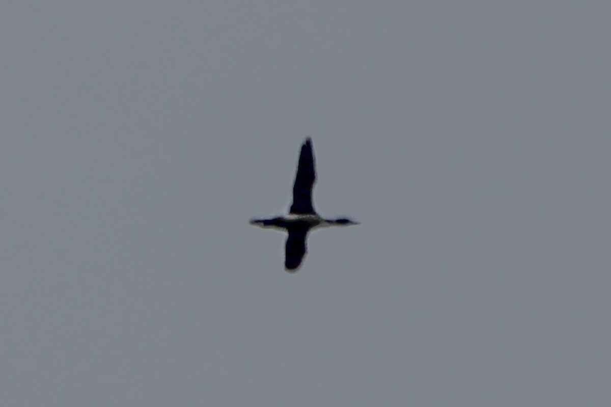 loon sp. - ML617555126