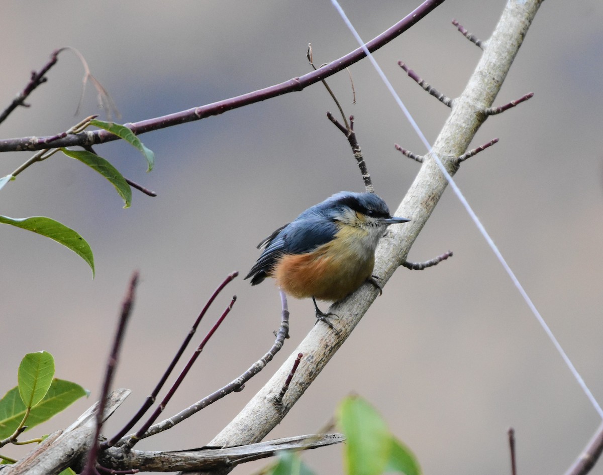 White-tailed Nuthatch - ML617555170