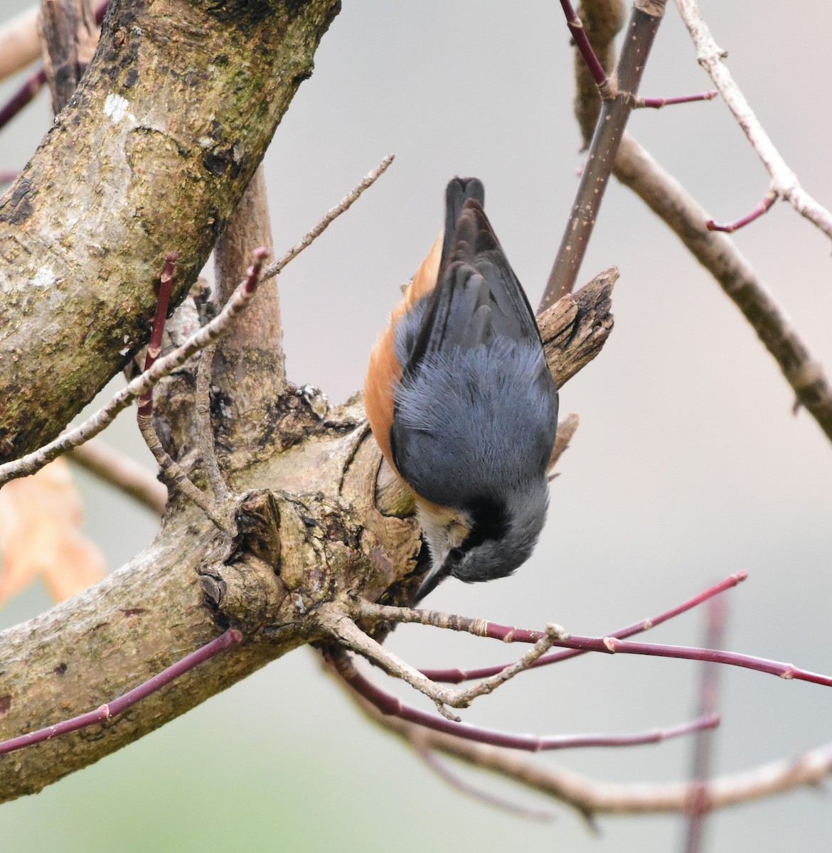 White-tailed Nuthatch - ML617555171