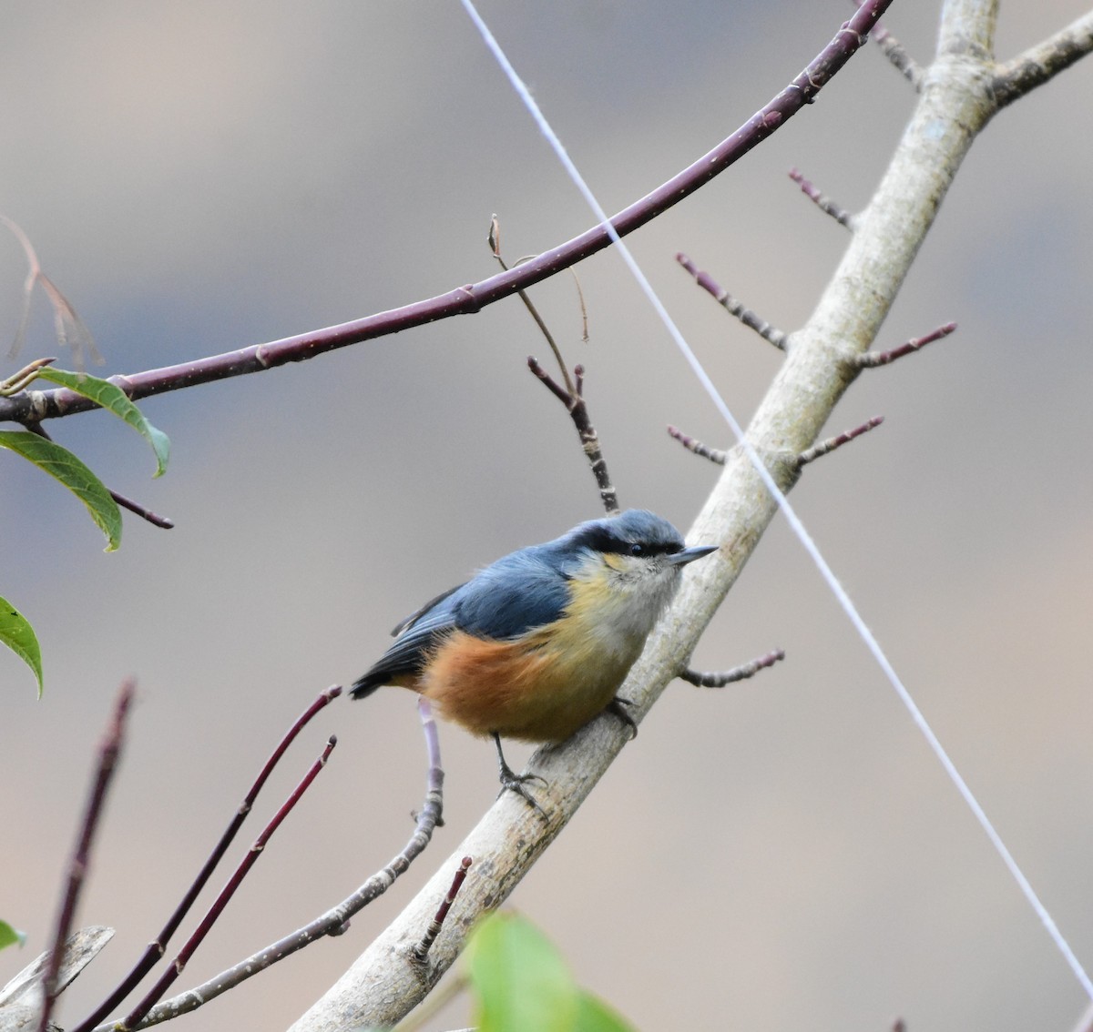 White-tailed Nuthatch - ML617555172