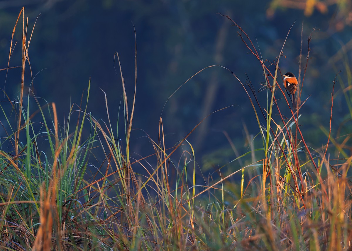 Long-tailed Shrike (tricolor/longicaudatus) - ML617555178