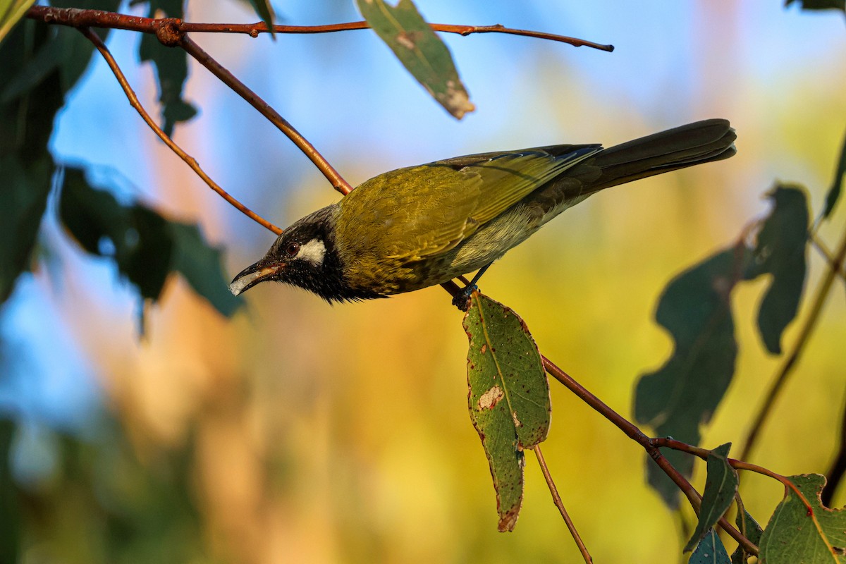 White-eared Honeyeater - ML617555201