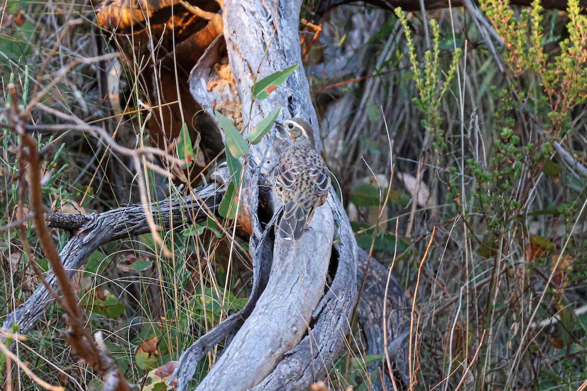 Spotted Quail-thrush - ML617555205