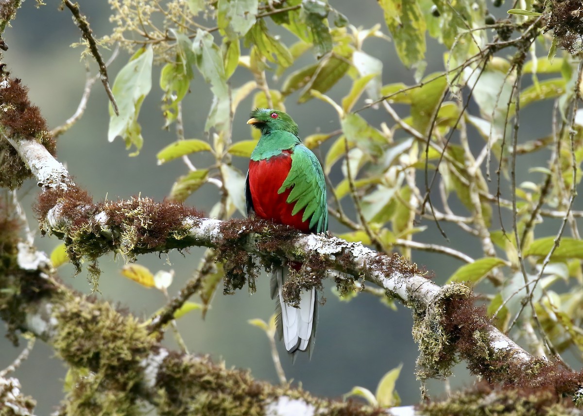 Crested Quetzal - Katrina Moilanen