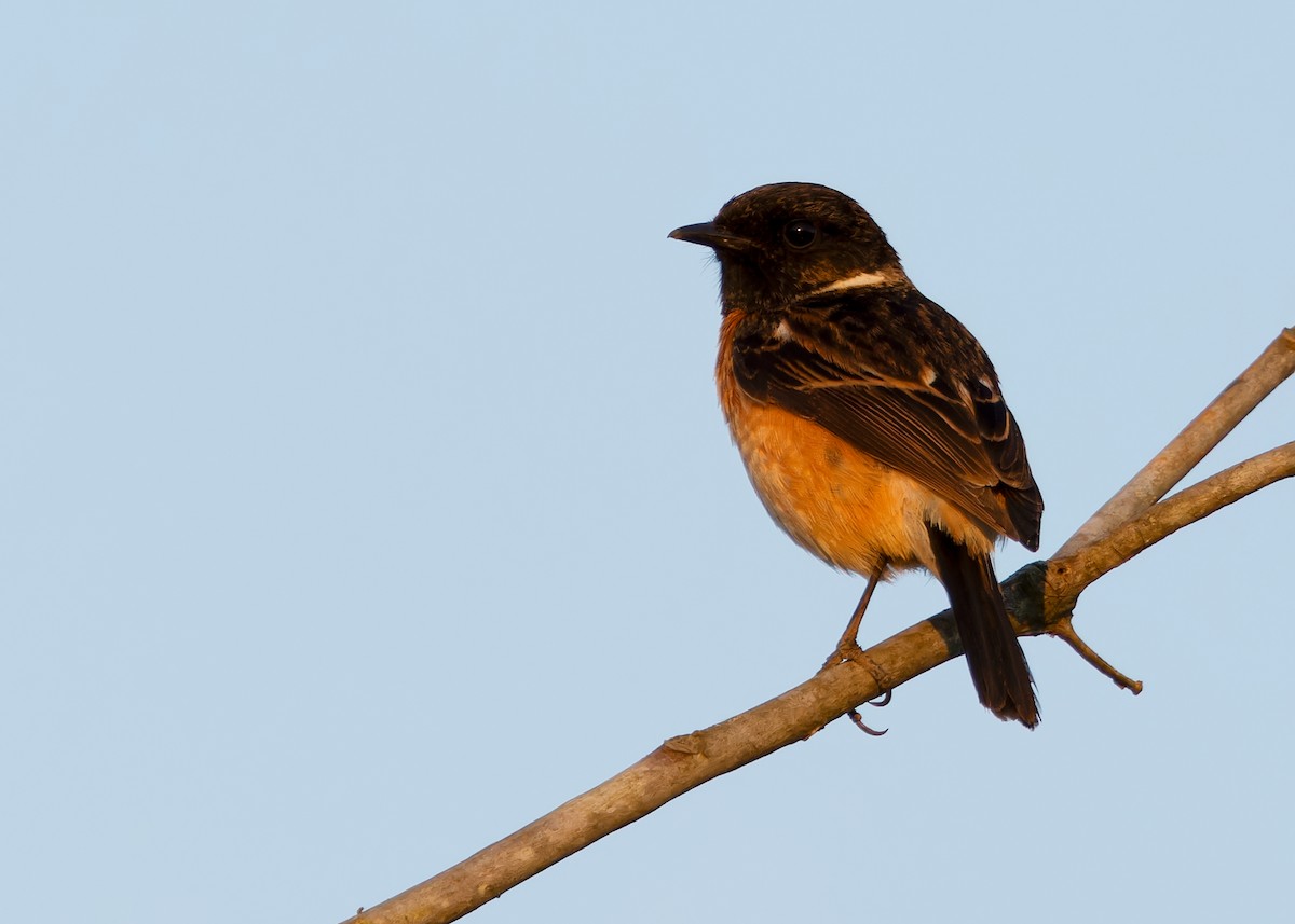 Siberian Stonechat (Przevalski's) - ML617555208