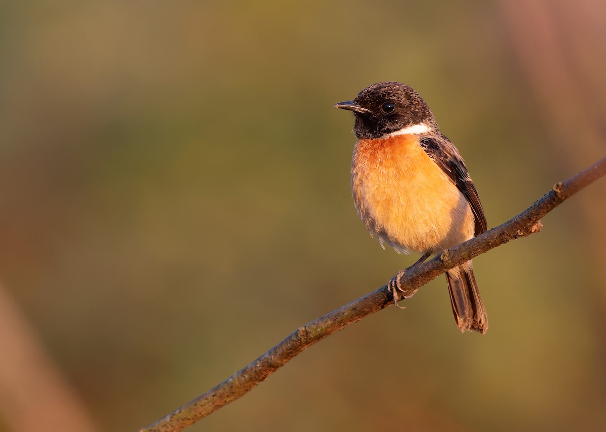 Siberian/Amur Stonechat - ML617555211