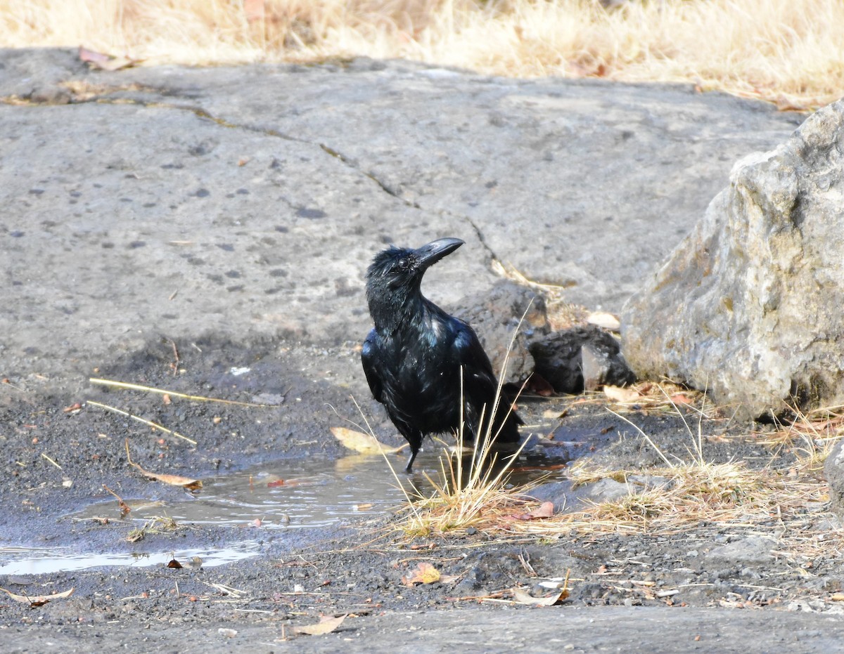 Corbeau à gros bec - ML617555213