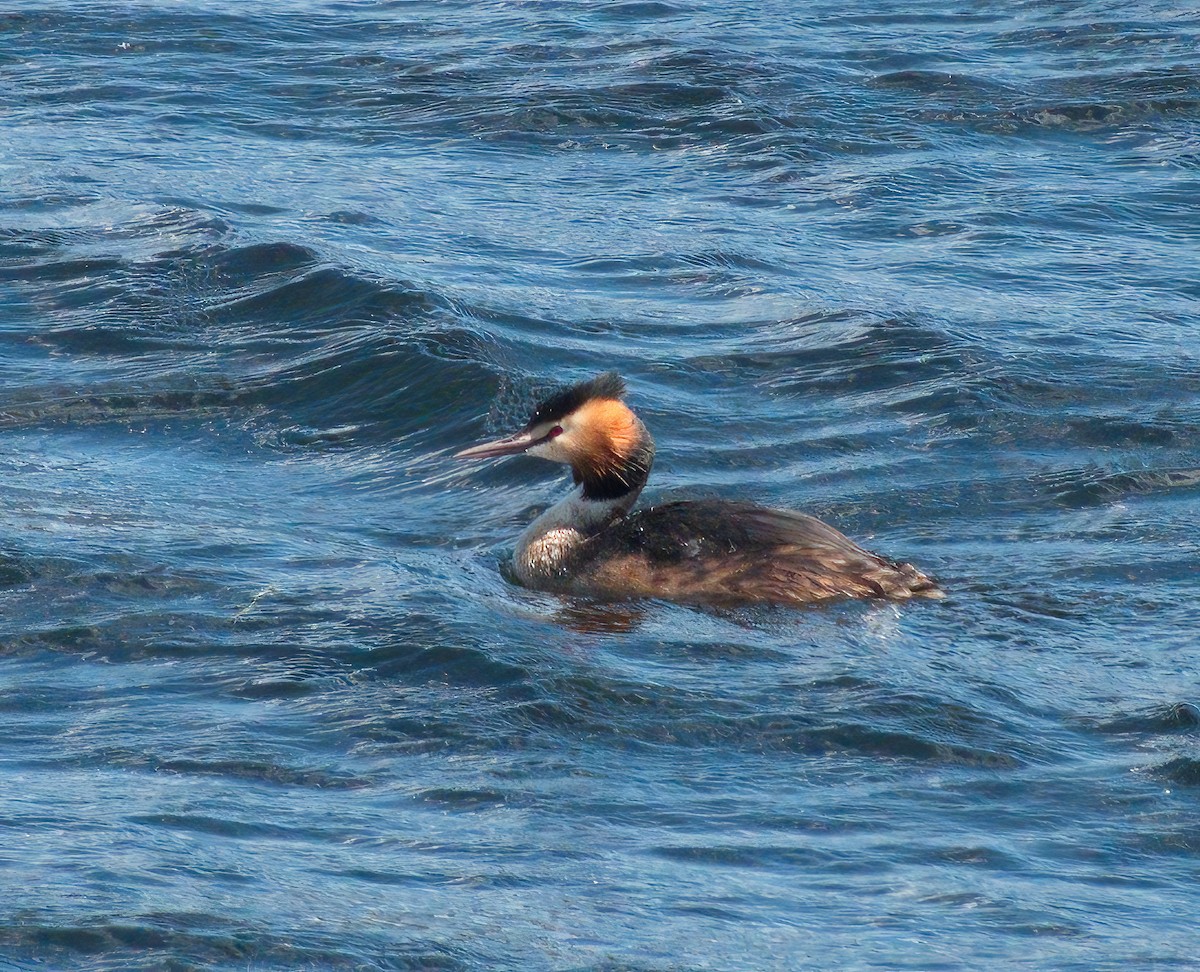 Great Crested Grebe - ML617555223