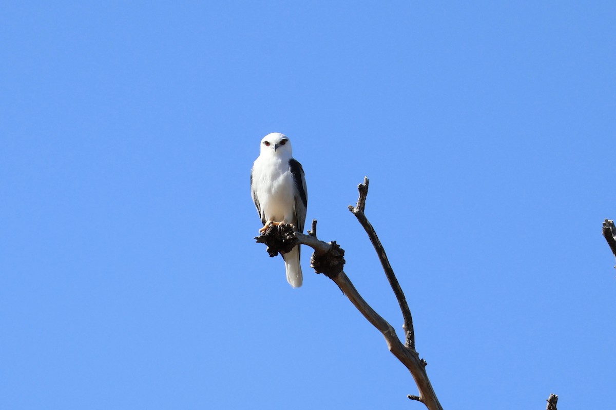 Black-shouldered Kite - ML617555227