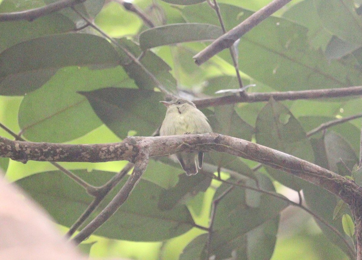 Dwarf Tyrant-Manakin - ML617555233