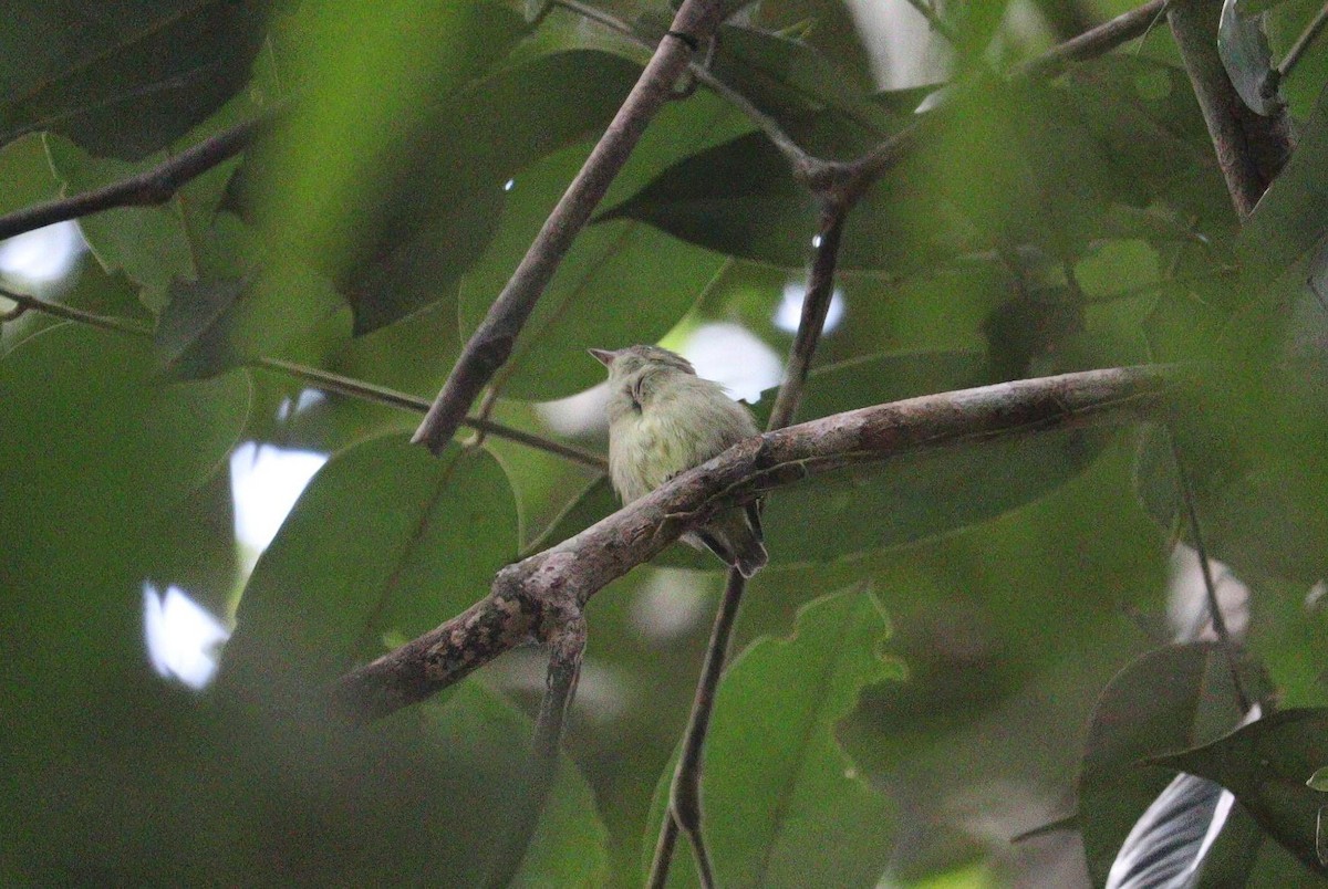 Dwarf Tyrant-Manakin - ML617555236