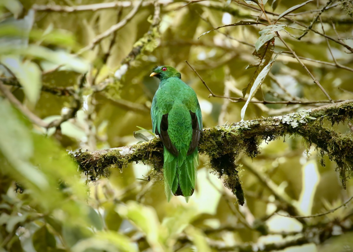 Quetzal antisien - ML617555245