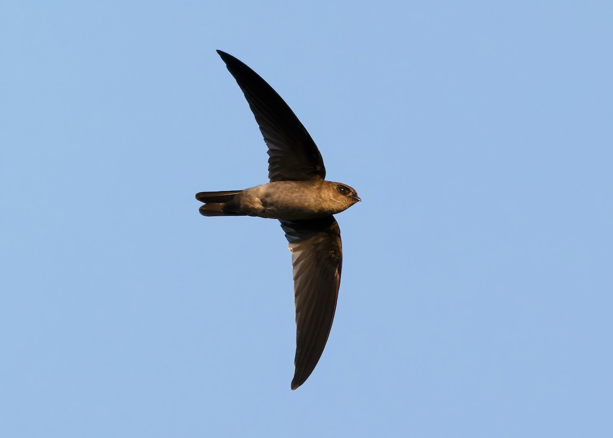 Germain's Swiftlet - Ayuwat Jearwattanakanok