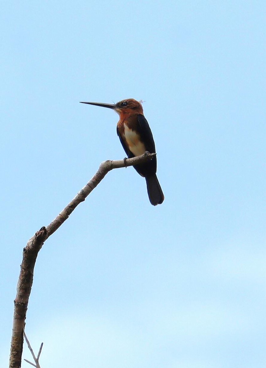 Brown Jacamar - ML617555260