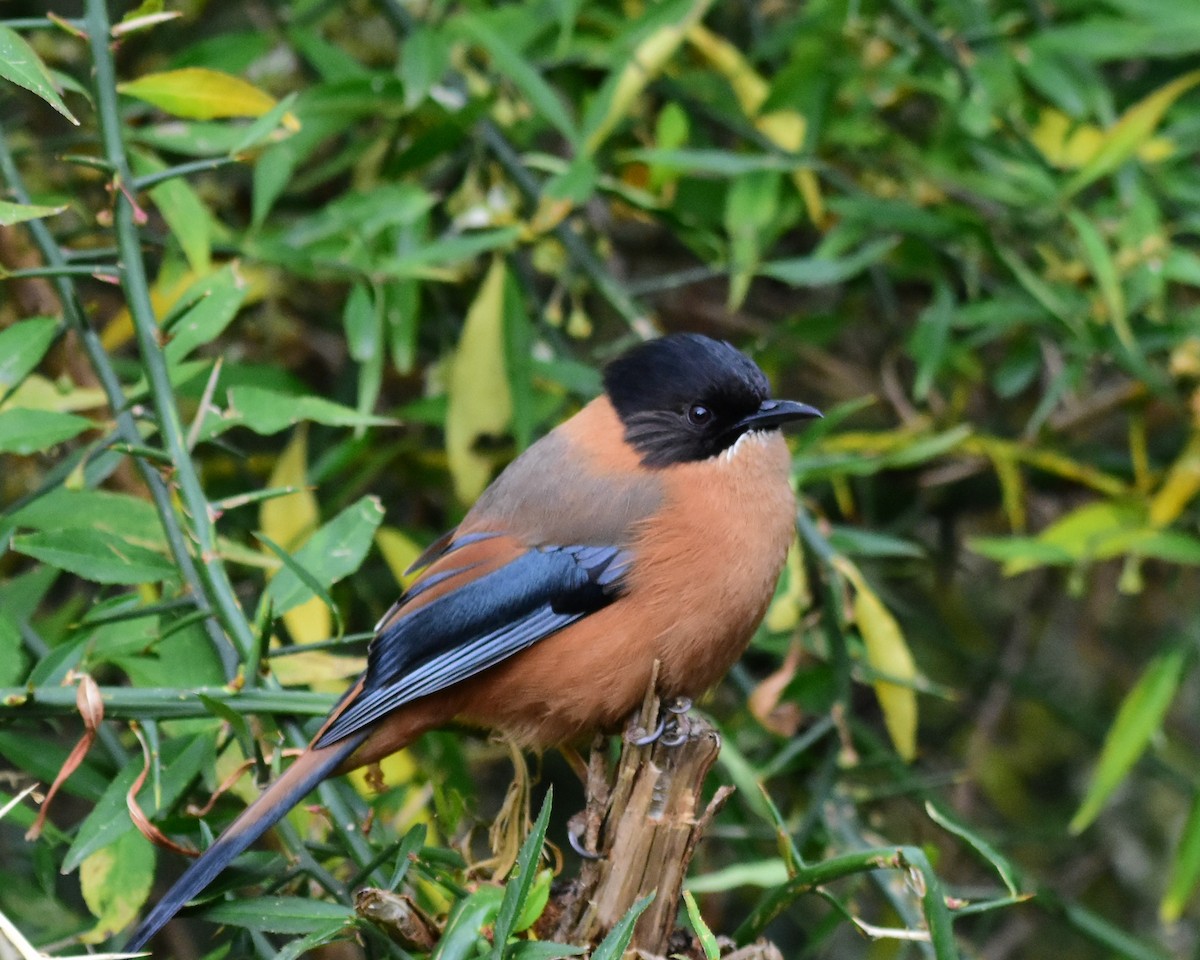 Rufous Sibia - ML617555266