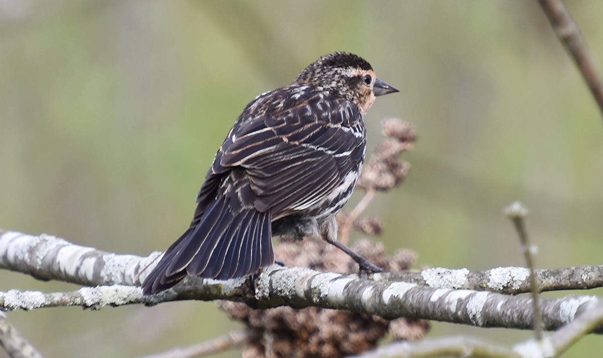 Red-winged Blackbird - ML617555268