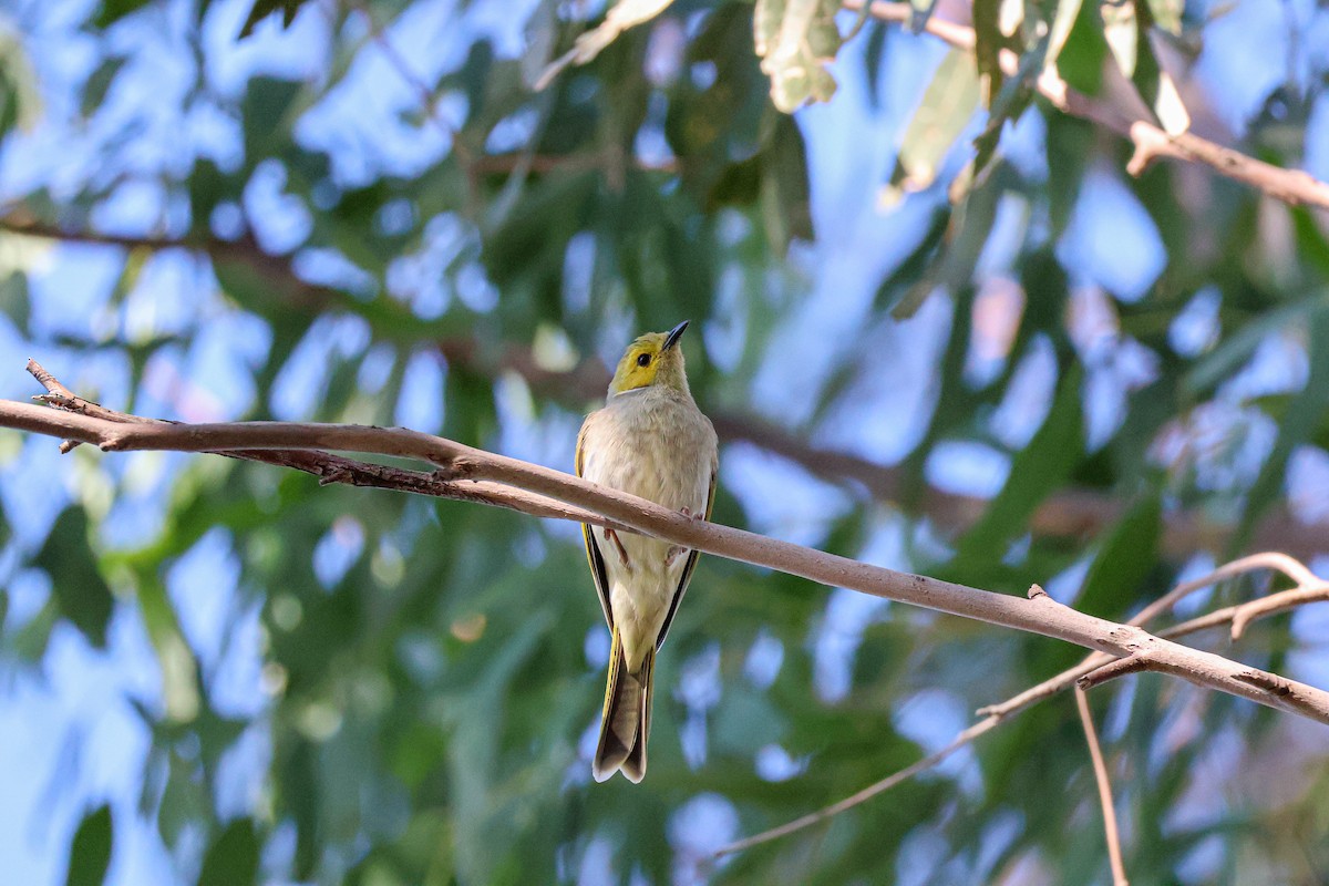 White-plumed Honeyeater - ML617555274