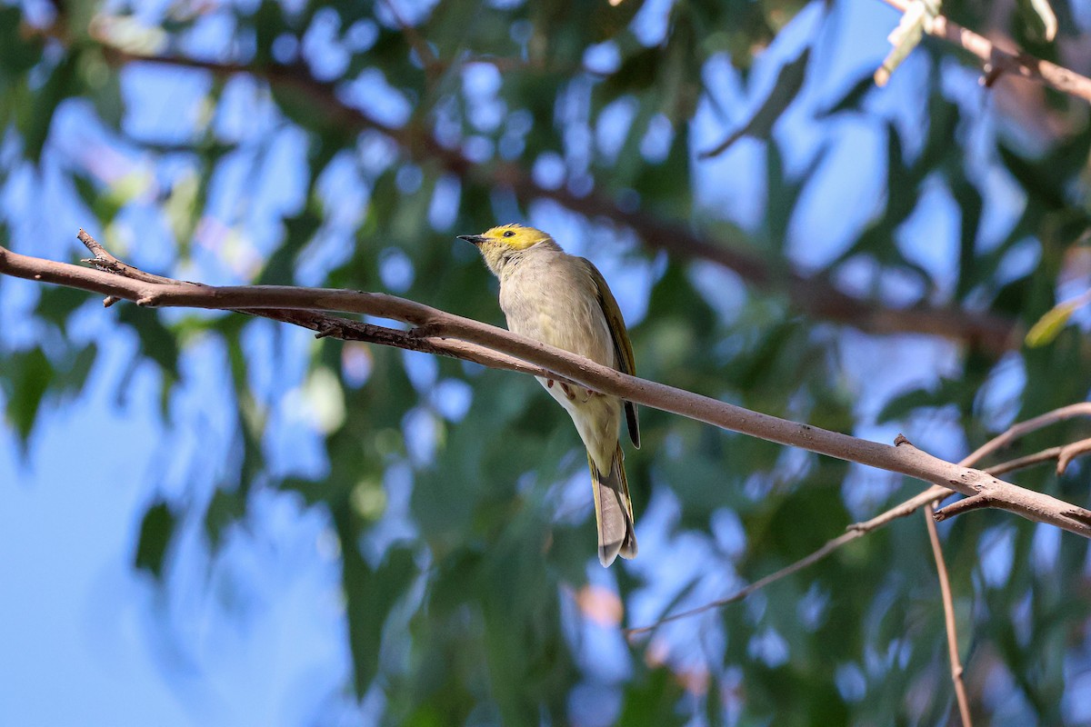 White-plumed Honeyeater - ML617555275