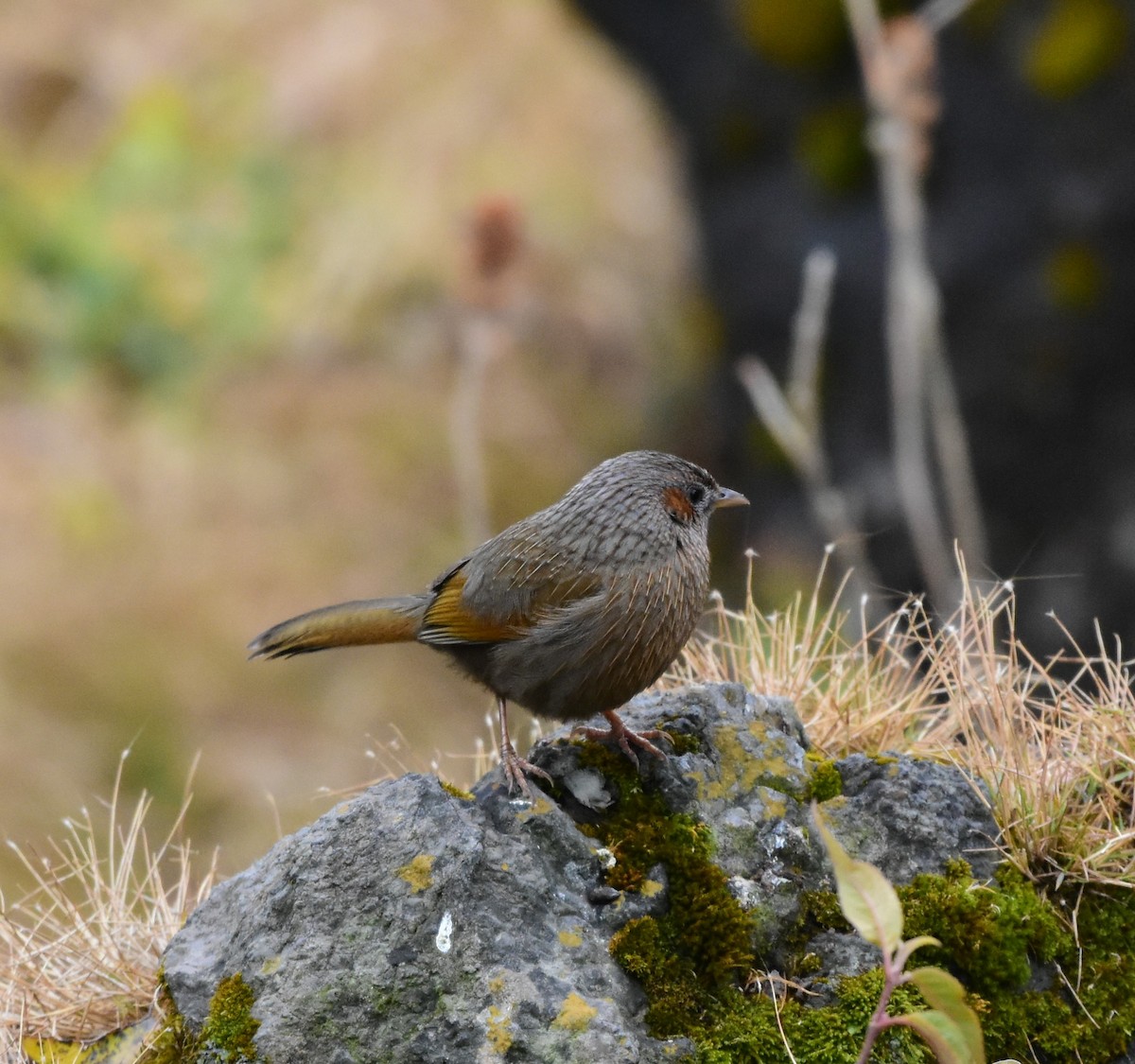 Streaked Laughingthrush - ML617555284