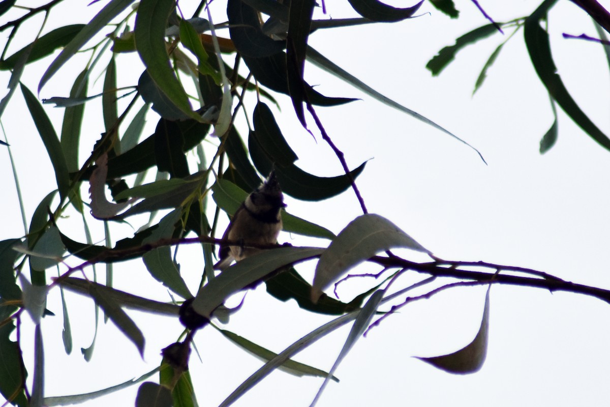 Crested Tit - ML617555293