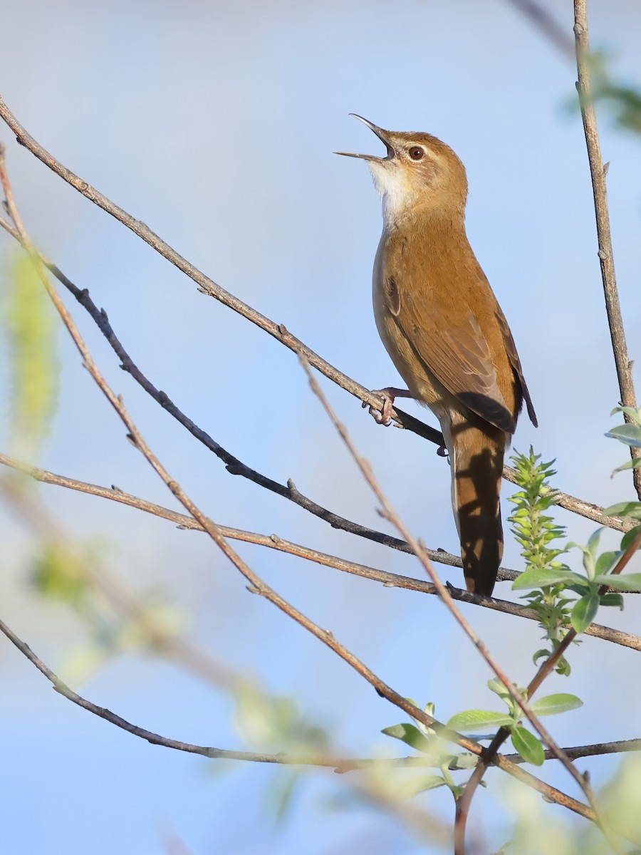 Savi's Warbler - ML617555296