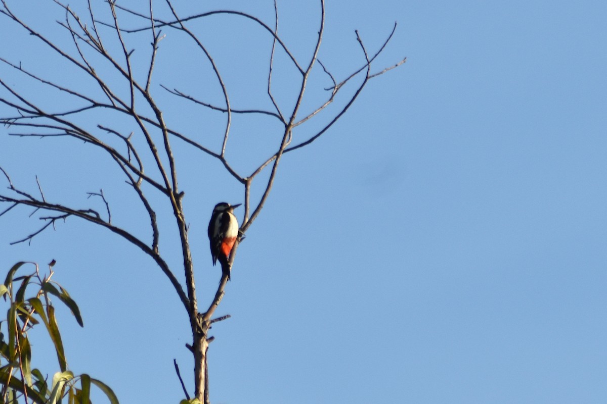 Great Spotted Woodpecker - ML617555298