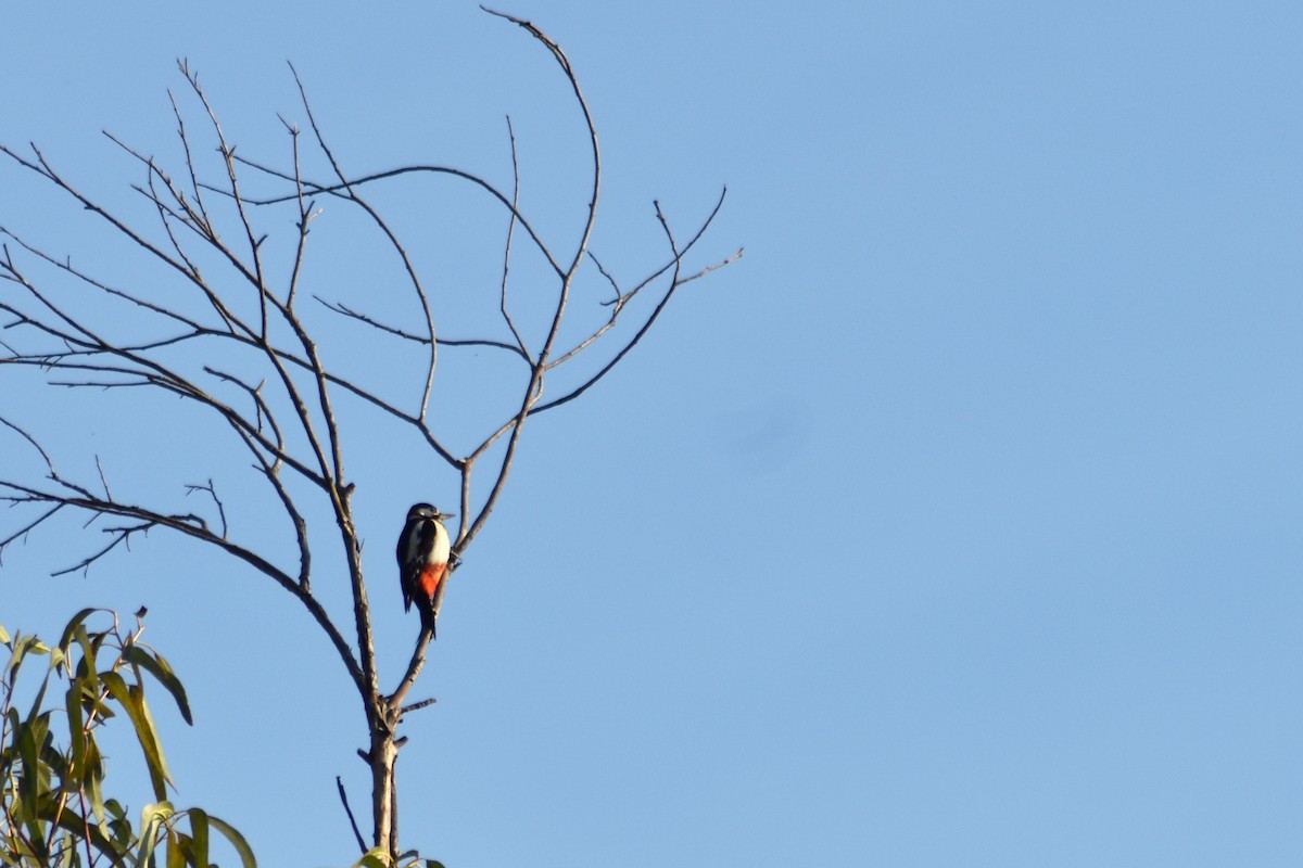 Great Spotted Woodpecker - ML617555299