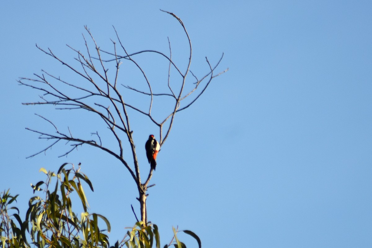 Great Spotted Woodpecker - ML617555300