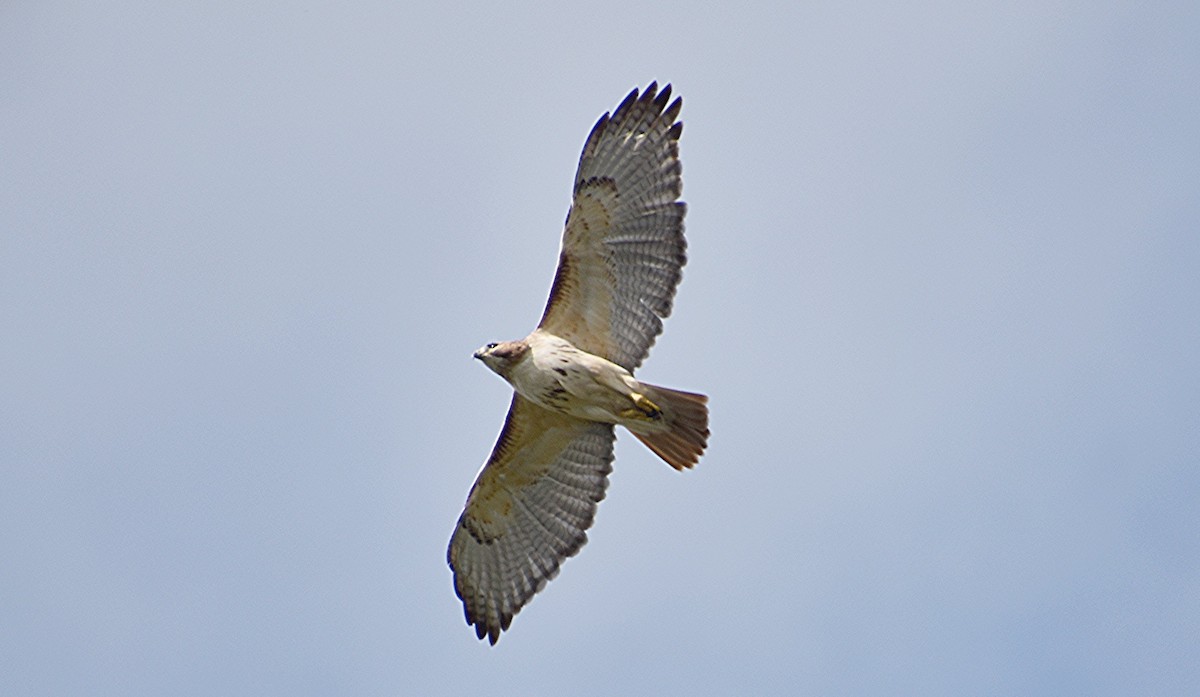 Red-tailed Hawk - ML617555314