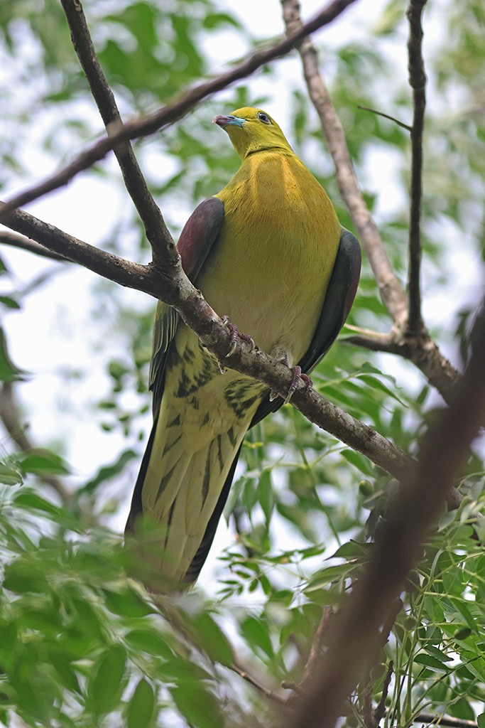 White-bellied Green-Pigeon - ML617555331