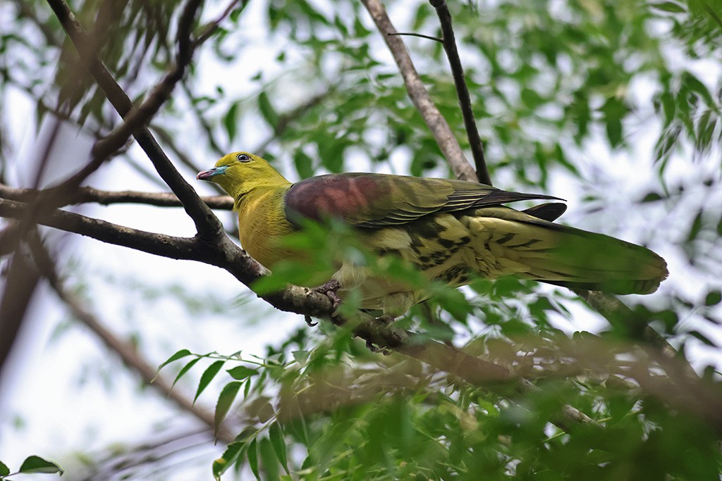 White-bellied Green-Pigeon - ML617555332